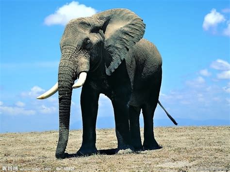 大象特質